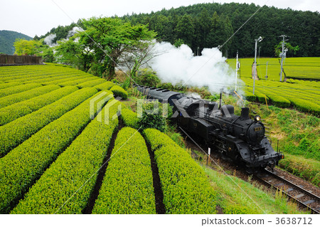 Tea fields and steam locomotives 3638712