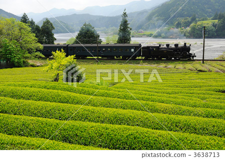 Tea fields and steam locomotives Tea fields and steam locomotives 3638713