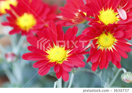 stamen, seasonal flowers arranged for a teceremony, a winter chrysanthemum 3638737