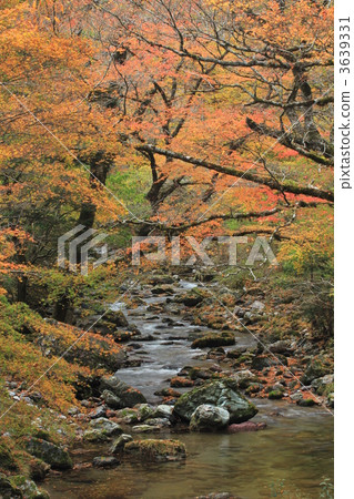 Autumn leaves of Odagariyama Valley Autumn leaves of Odagariyama Valley 3639331