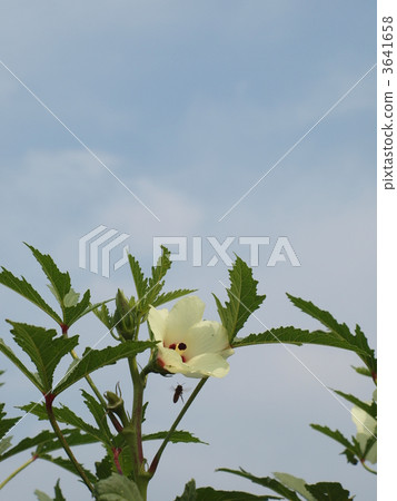 okrflower, okra, aki 3641658