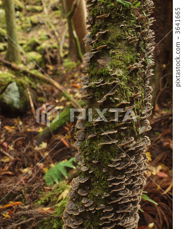 羊肚菌 蘑菇 這棵老樹 3641665