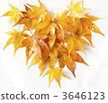 落葉 3646123