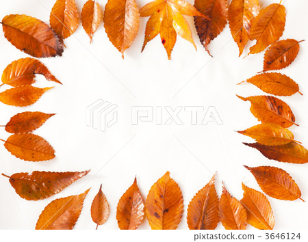 落葉 植物 植物學 3646124