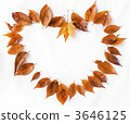 落葉 3646125