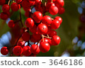 southern sky, fruit, garden tree 3646186