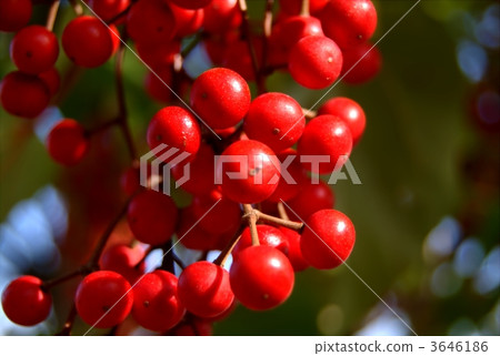 南部天空 水果 花園樹 3646186