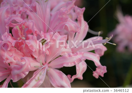 diamond lily, petal, petals 3646512