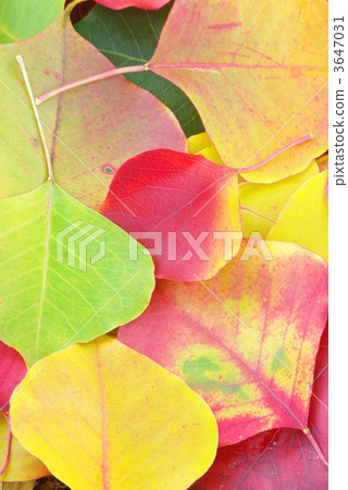 Fallen leaves 3647031