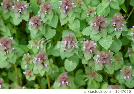 Spring Princess Odonso Spring Princess Odonso 3647050