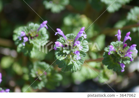 看來，春天的佛花的外觀正在微笑...... 3647062