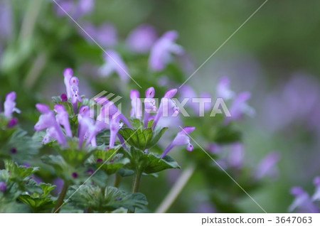 看來，春天的佛花的外觀正在微笑...... 3647063