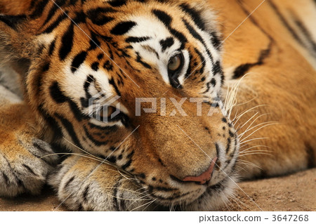 Amur Tora Amur Tora 3647268