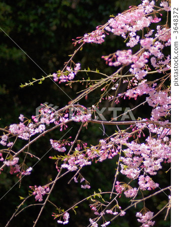 Dead brown cherry tree 3648372