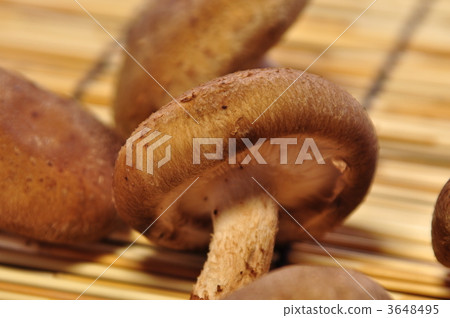 Shiitake 3648495