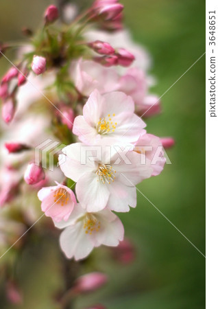 Gothenba Zakura 3648651