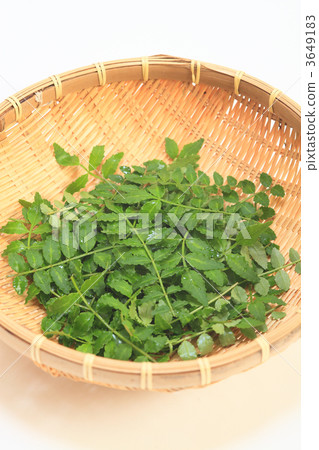 山竹葉 山竹葉 3649183