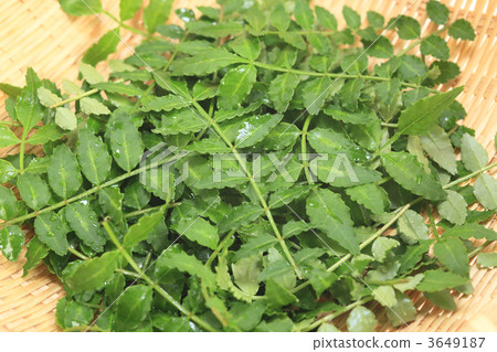 Sansho leaves 3649187