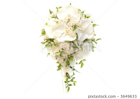 保鮮花 3649633