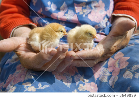 close up og hands holding chicken 3649859