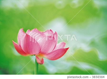 蓮花 單瓣 獨輪 3650384