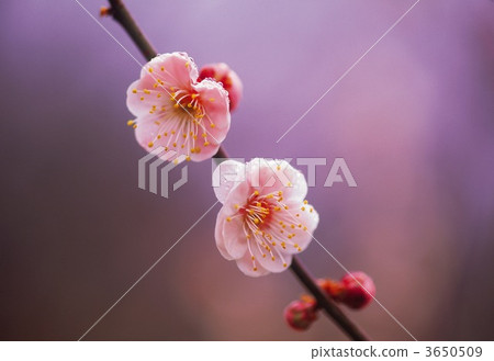 日本杏花 一朵梅花 梅花 3650509