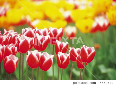 tulip field, tulipa, bloom 3650549