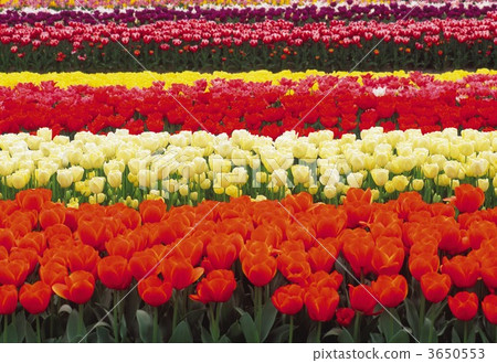 tulip field, tulipa, orange 3650553