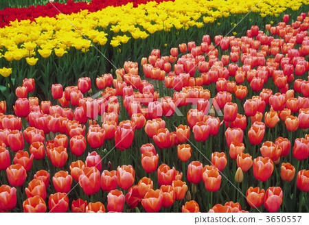tulip field, tulipa, outdoor 3650557