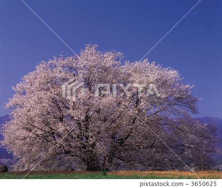 Cherry Blossom Wild Cherry Tree Wild Cherry Stock Photo Cherry Blossom Wild Cherry Tree Wild Cherry Stock Photo