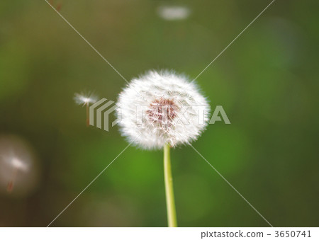 蓬鬆 棉花 蓬鬆的 3650741