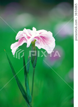 單瓣 獨輪 舉起 3650865