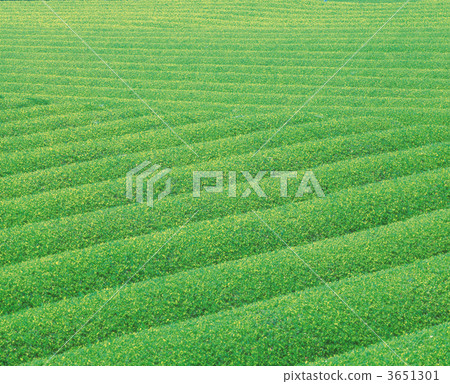 茶園 片材 無垠 3651301