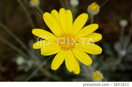 梳黃菊 黃花 菊科植物 3651811