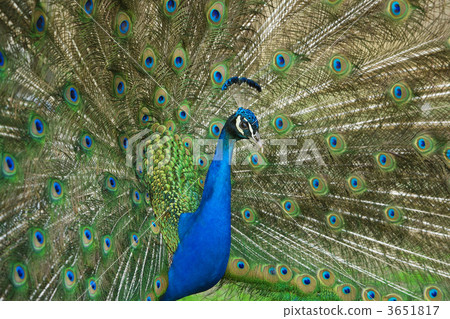 male peacock with tail feathers spread 3651817