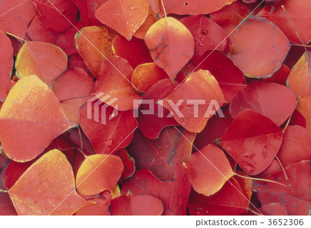 much, triadica sebifera, lined up 3652306