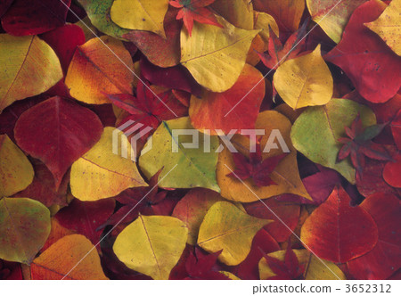 triadica sebifera, chinese tallow tree, leaf of nanjing goby 3652312