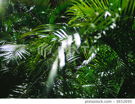 棕櫚葉 葉 樹葉 3652695