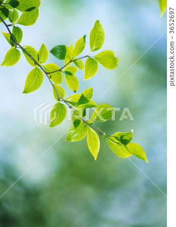 分支 樹枝 葉子 3652697