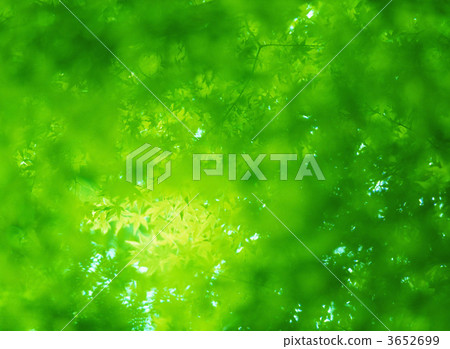 green fall leaves, green maple, green maple leaf 3652699