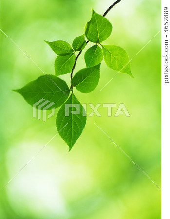 fresh young leafe, young leafe, tender green 3652889