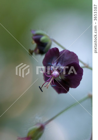 Geranium Faeum Geranium Faeum 3653387