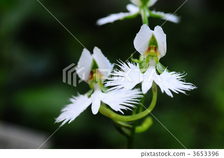 蘭科 蘭科 3653396