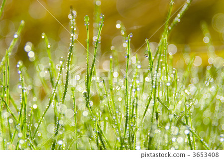 問荊 杉菜 迷迭香 3653408