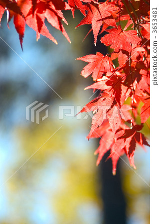 楓樹 紅楓 楓葉 3653481