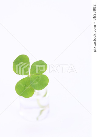 四葉三葉草 3653992