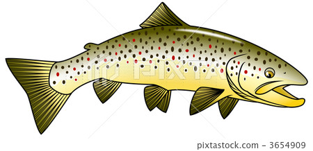 brown trout, salmon family, non-native fish species 3654909