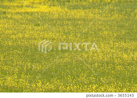 早春 油菜花田 西蘭花田 3655143