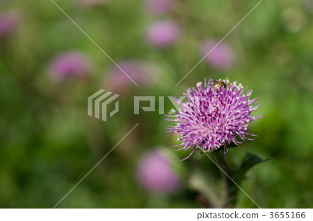 野原this 野原this 3655166