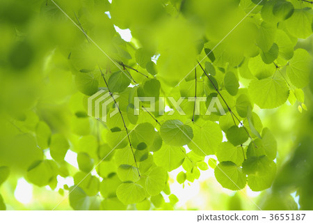 桂樹 連香樹 假髮 3655187